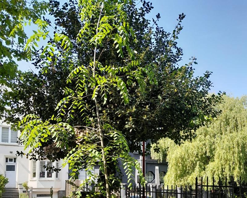 Milieux ligneux